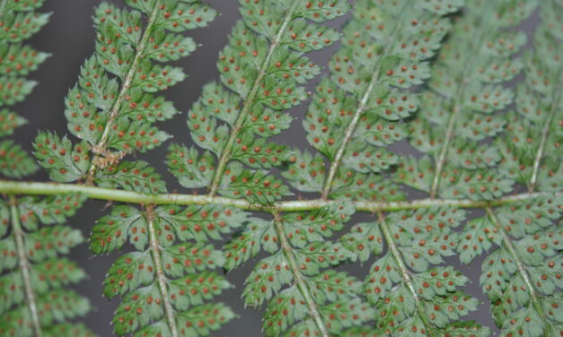 Polystichum turrialbae