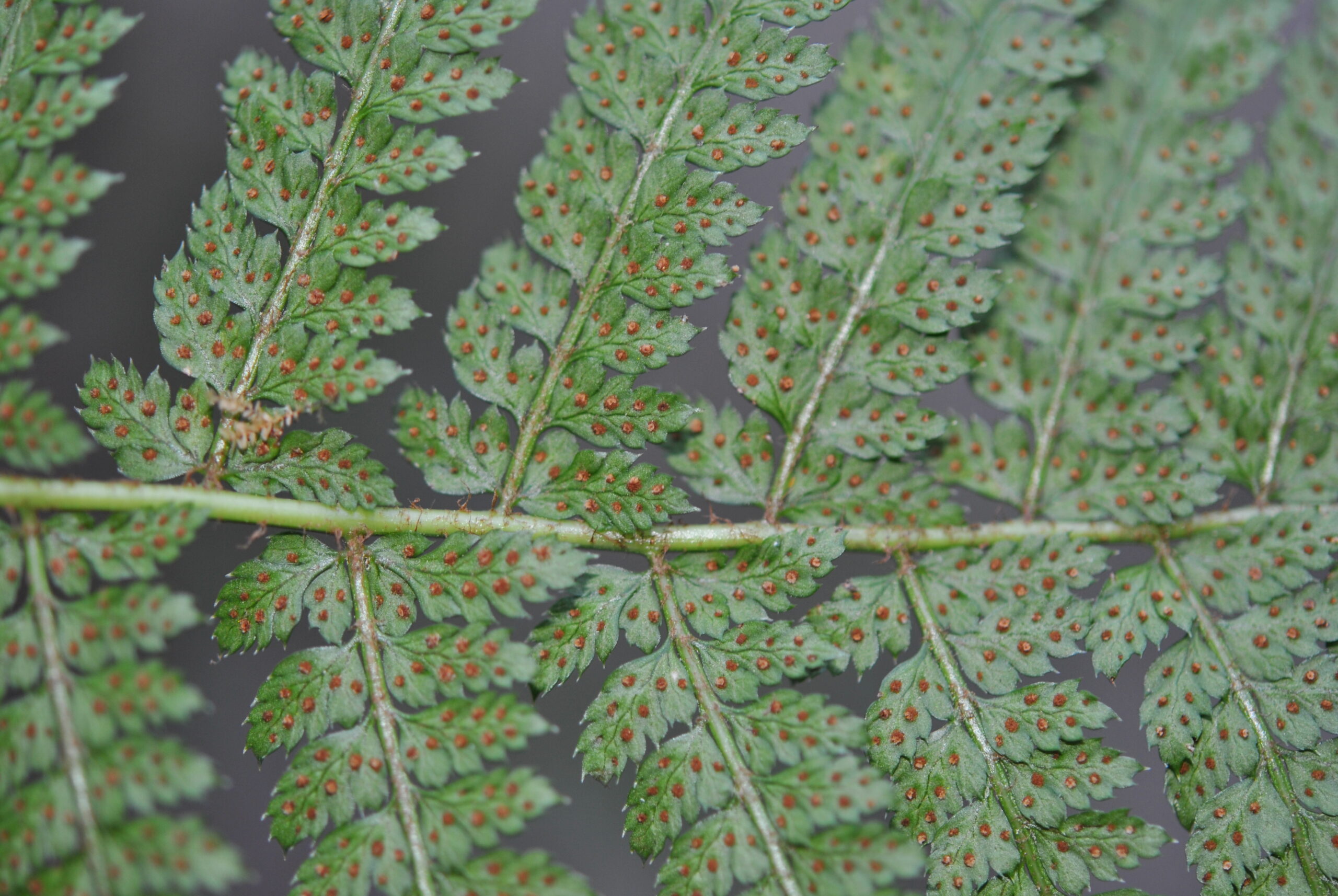 Polystichum turrialbae