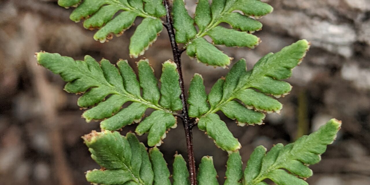 Cheilanthes nudiuscula