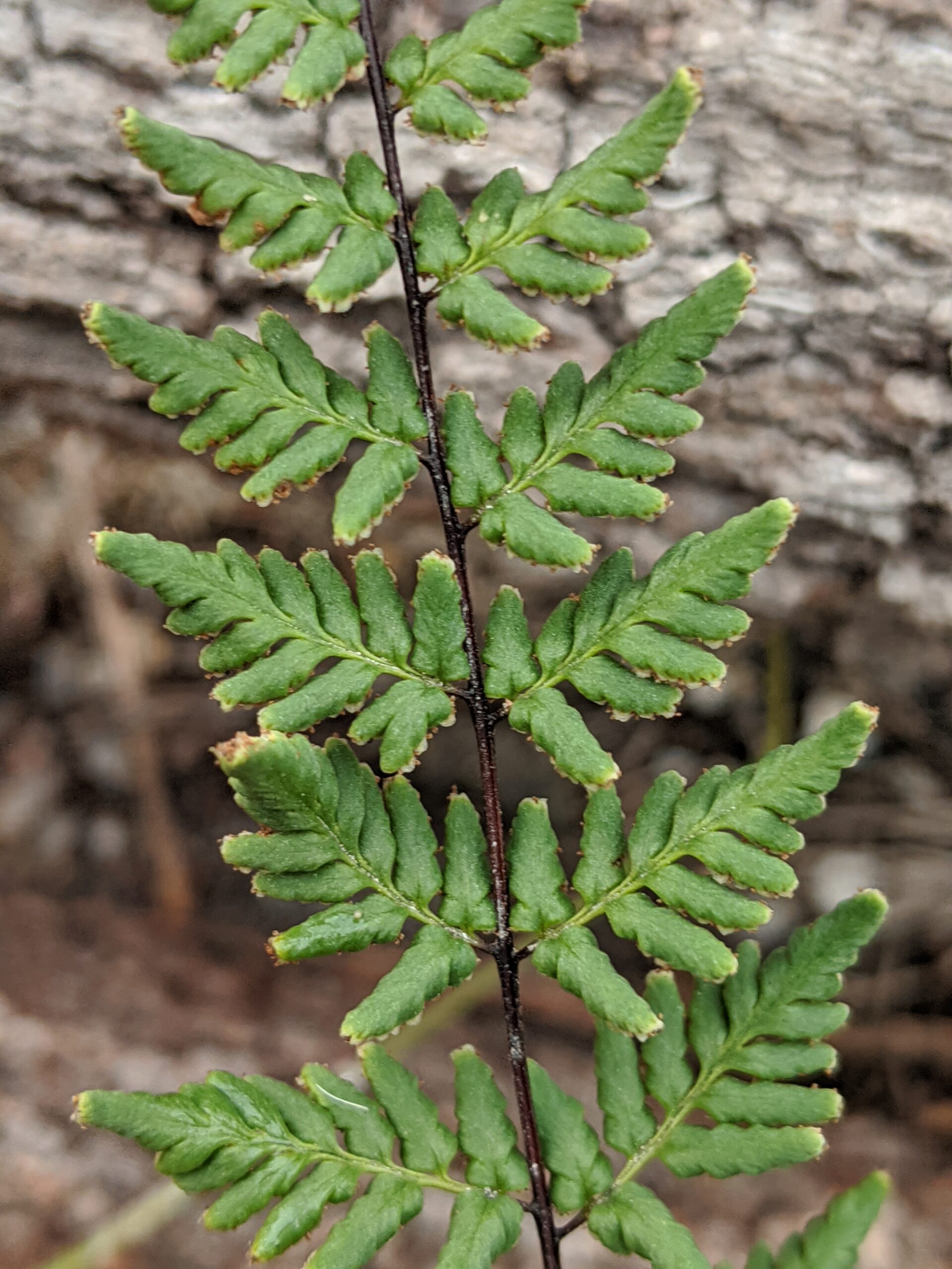 Cheilanthes nudiuscula