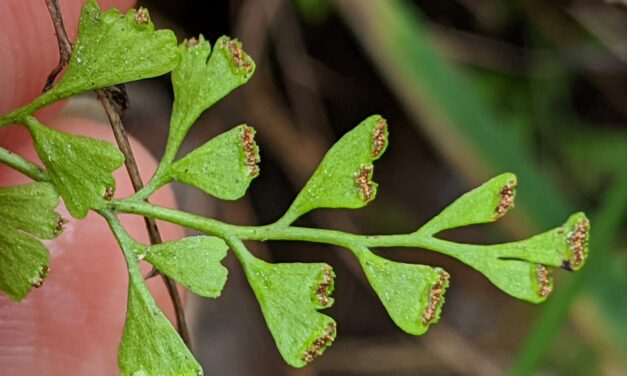 Lindsaea microphylla