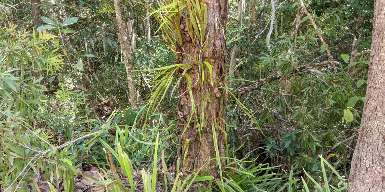 Pyrrosia longifolia