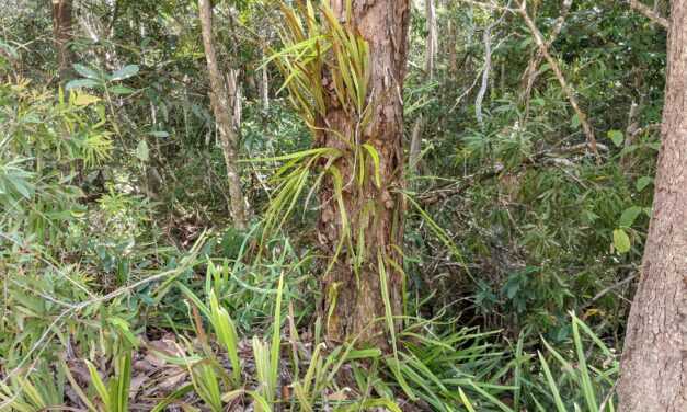 Pyrrosia longifolia