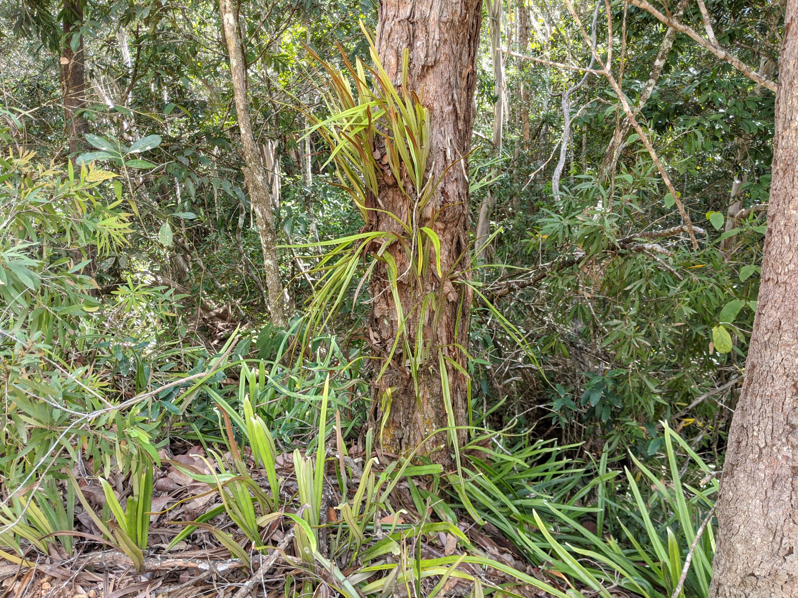 Pyrrosia longifolia