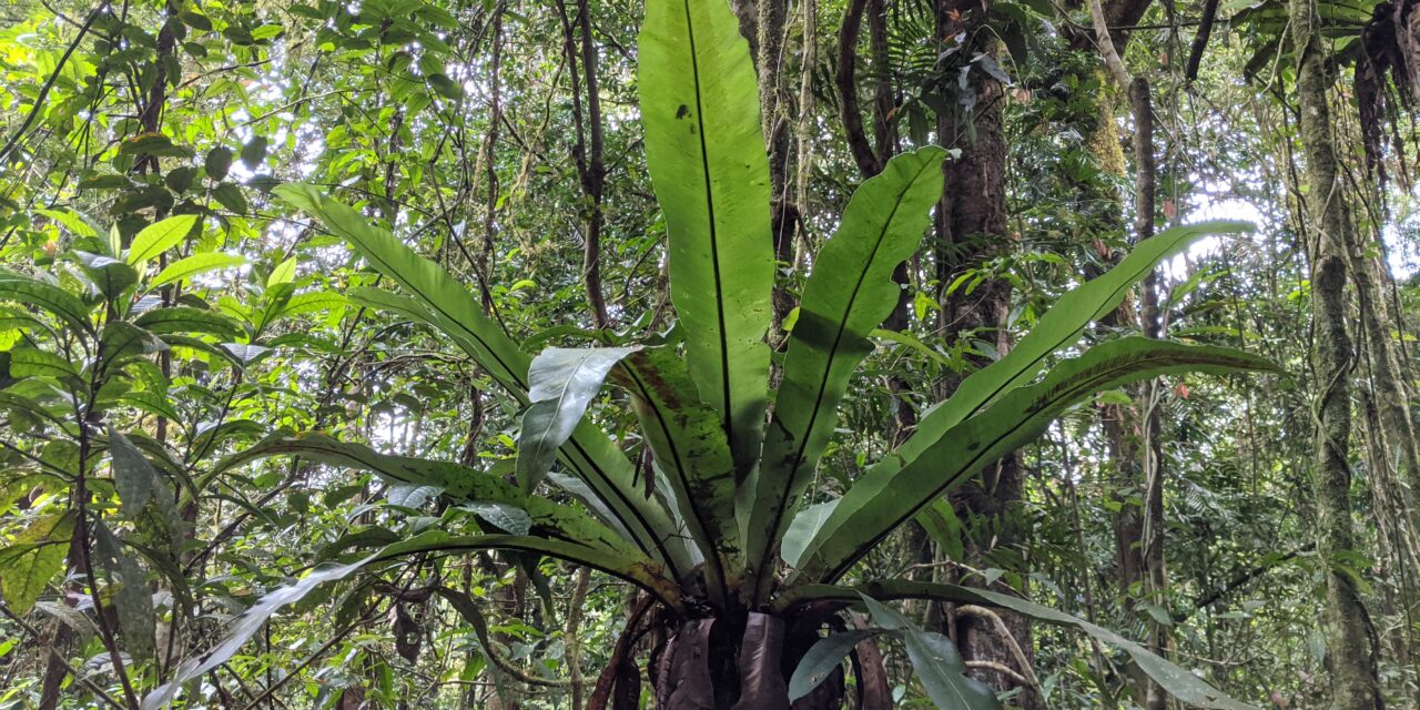 Asplenium australasicum