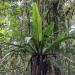 Asplenium australasicum