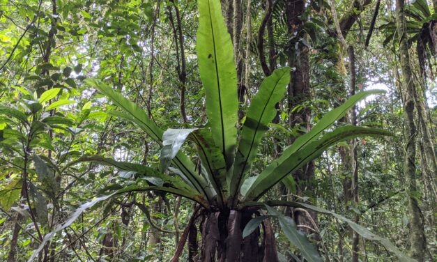 Asplenium australasicum