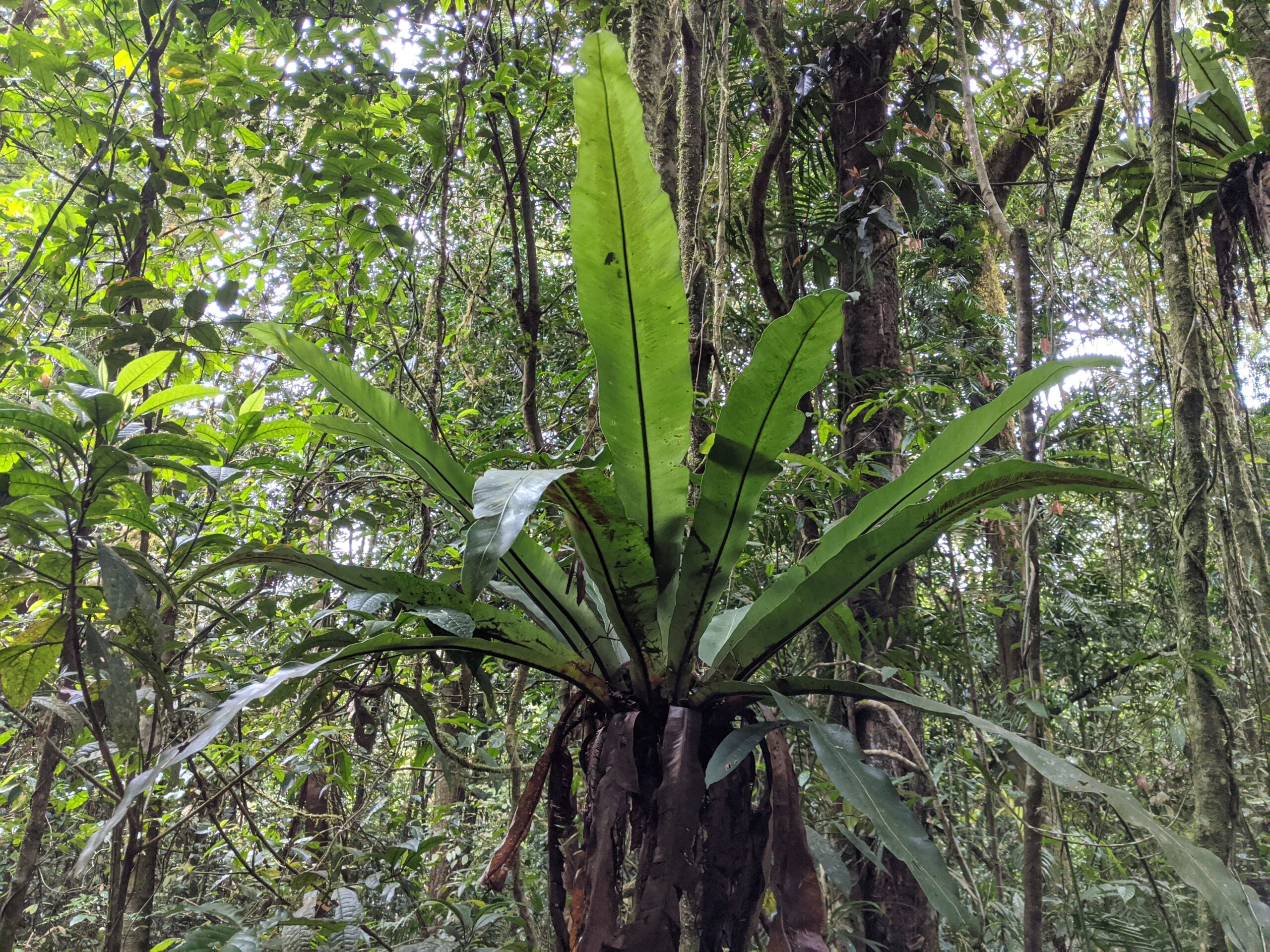 Asplenium australasicum