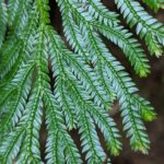 Selaginella longipinna