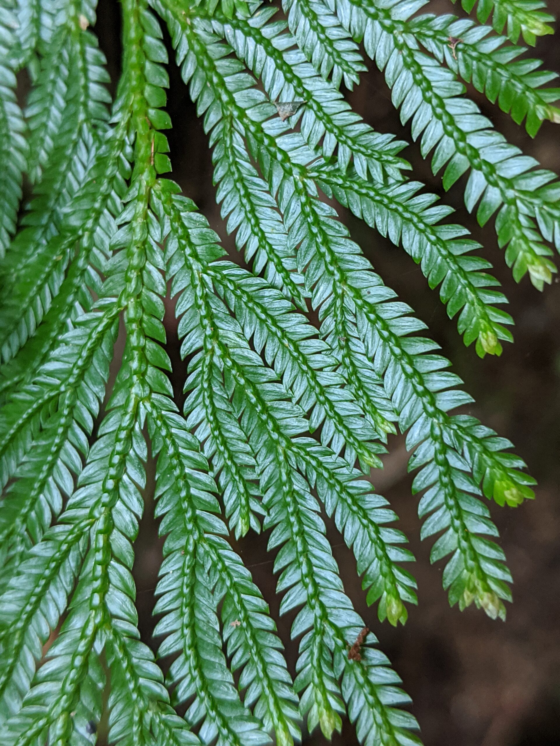 Selaginella longipinna