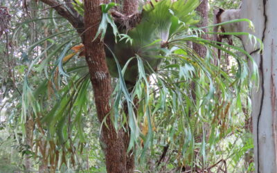 Platycerium bifurcatum