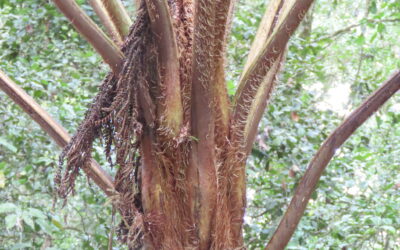 Sphaeropteris cooperi