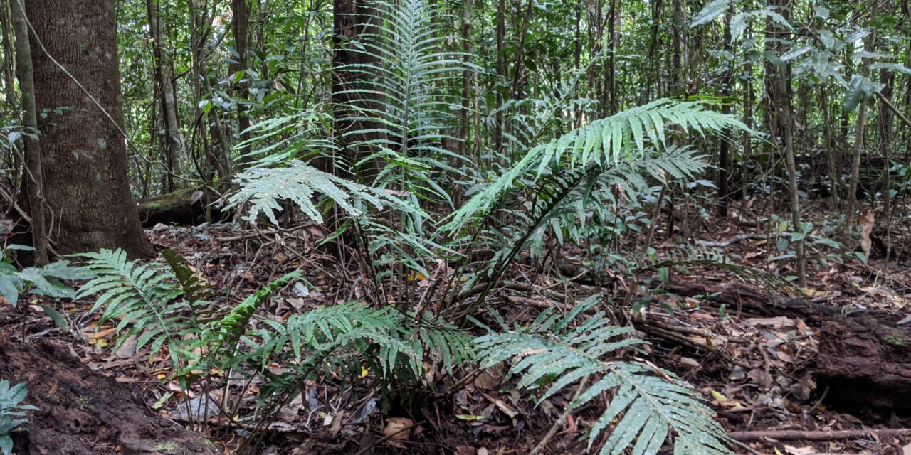 Oceaniopteris cartilaginea