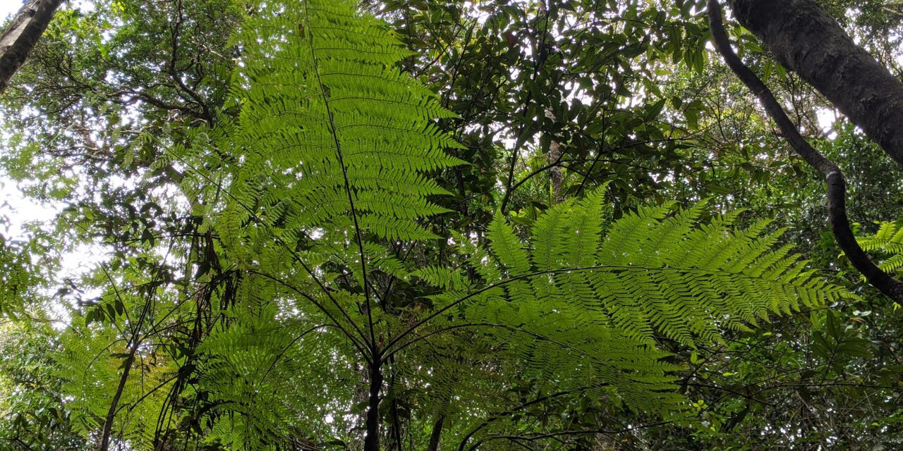 Cyathea robertsiana