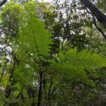 Cyathea robertsiana