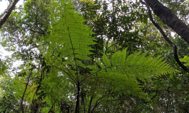 Cyathea robertsiana