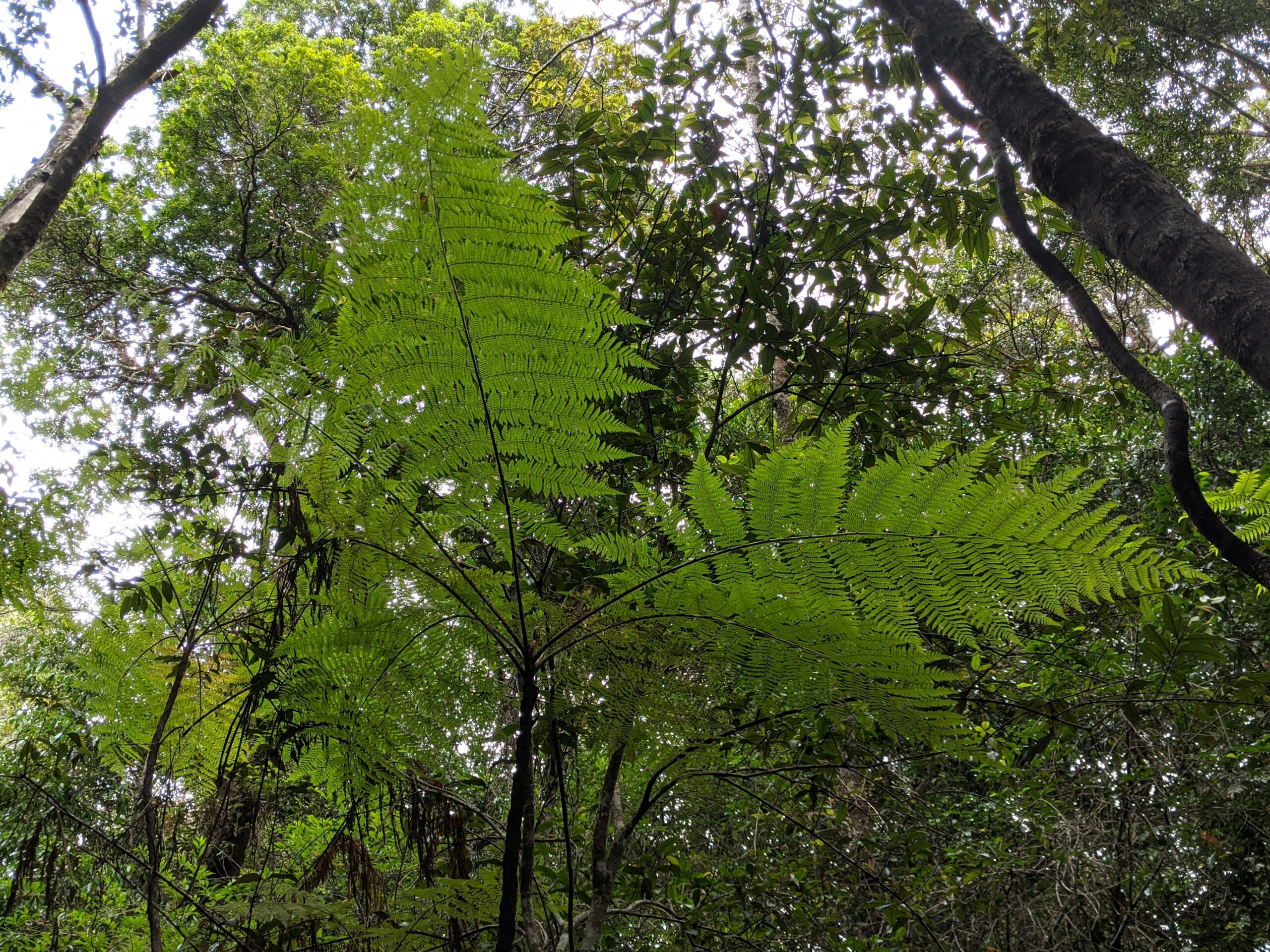 Cyathea robertsiana