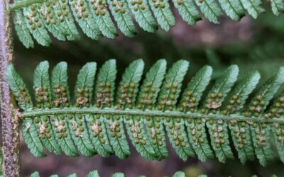 Sphaeropteris australis