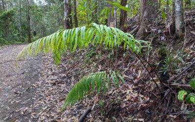 Blechnopsis orientalis
