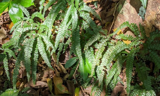 Adiantum hispidulum