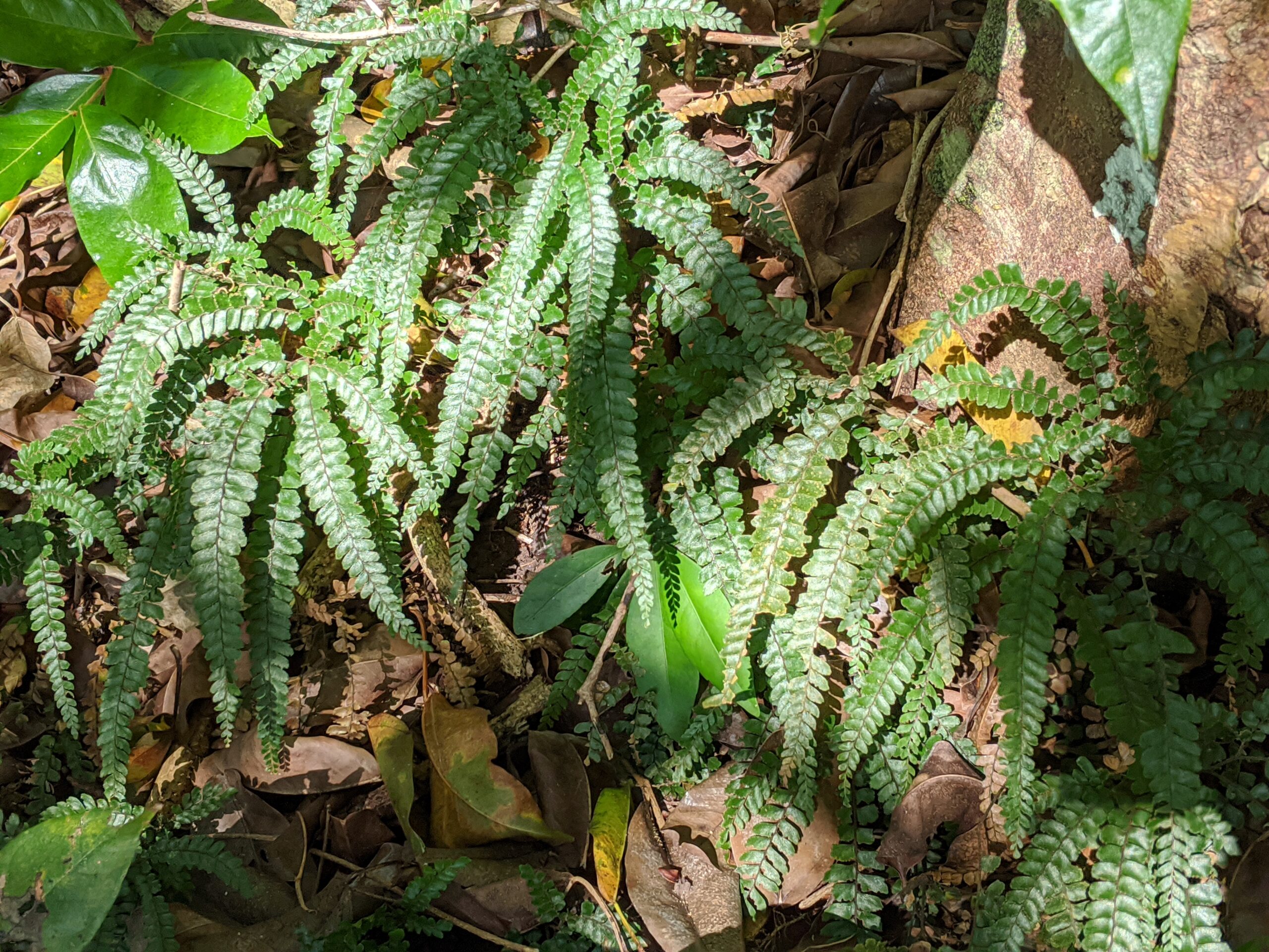 Adiantum hispidulum