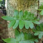 Arthropteris palisotii