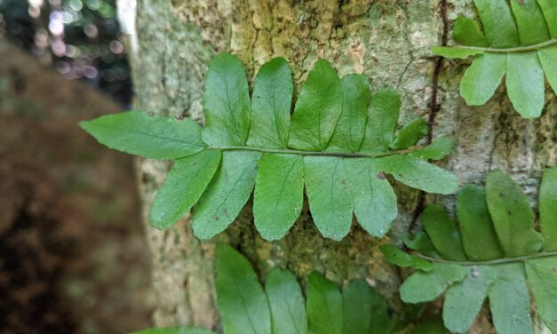 Arthropteris palisotii