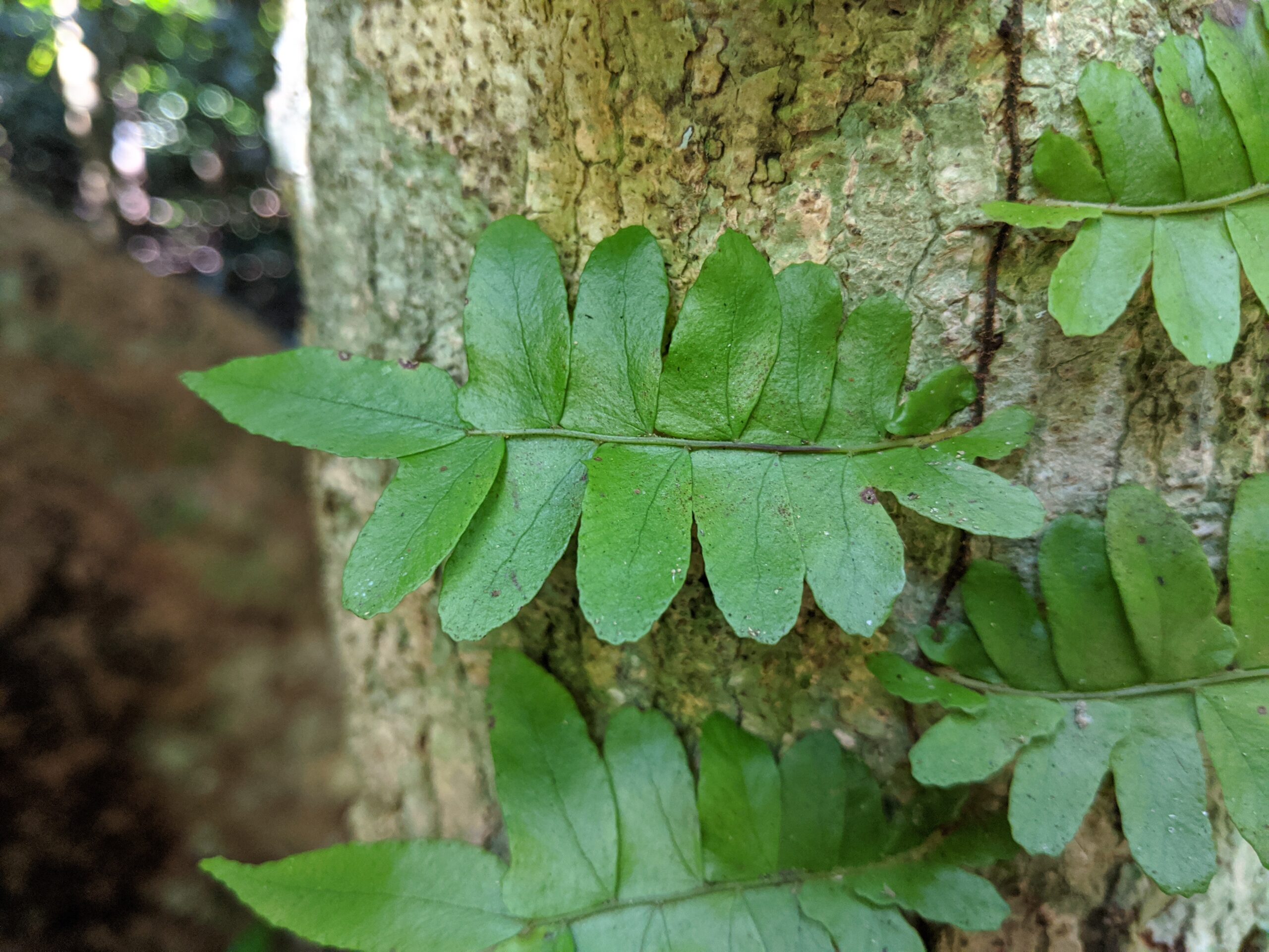 Arthropteris palisotii