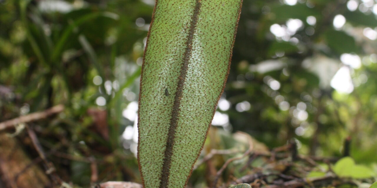 Elaphoglossum metallicum