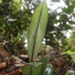 Elaphoglossum metallicum