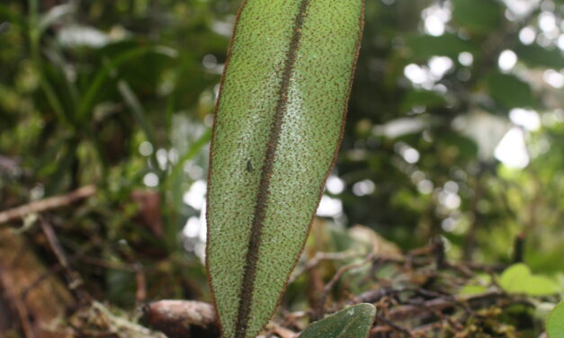 Elaphoglossum metallicum