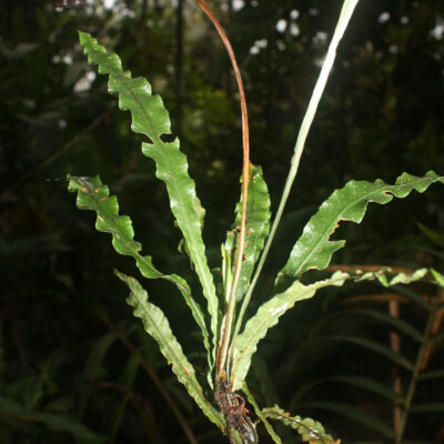 IMG_4231 (Elaphoglossum stenoglossum)