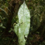 IMG_4232 (Elaphoglossum	papillosum)