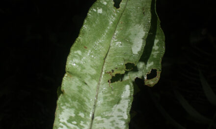Elaphoglossum	papillosum