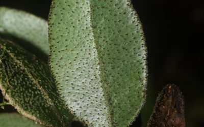 Elaphoglossum bellermannianum