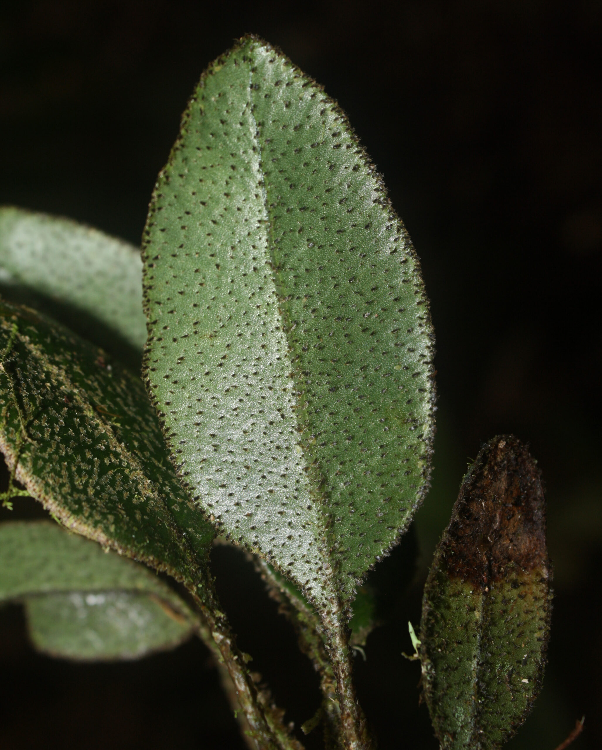 Elaphoglossum bellermannianum