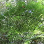 Rebecca Tree Fern – Cyathea rebeccae – Cyatheaceae – Misty Mountains – Charmillin Creek Trail (1) (Cyathea rebeccae)