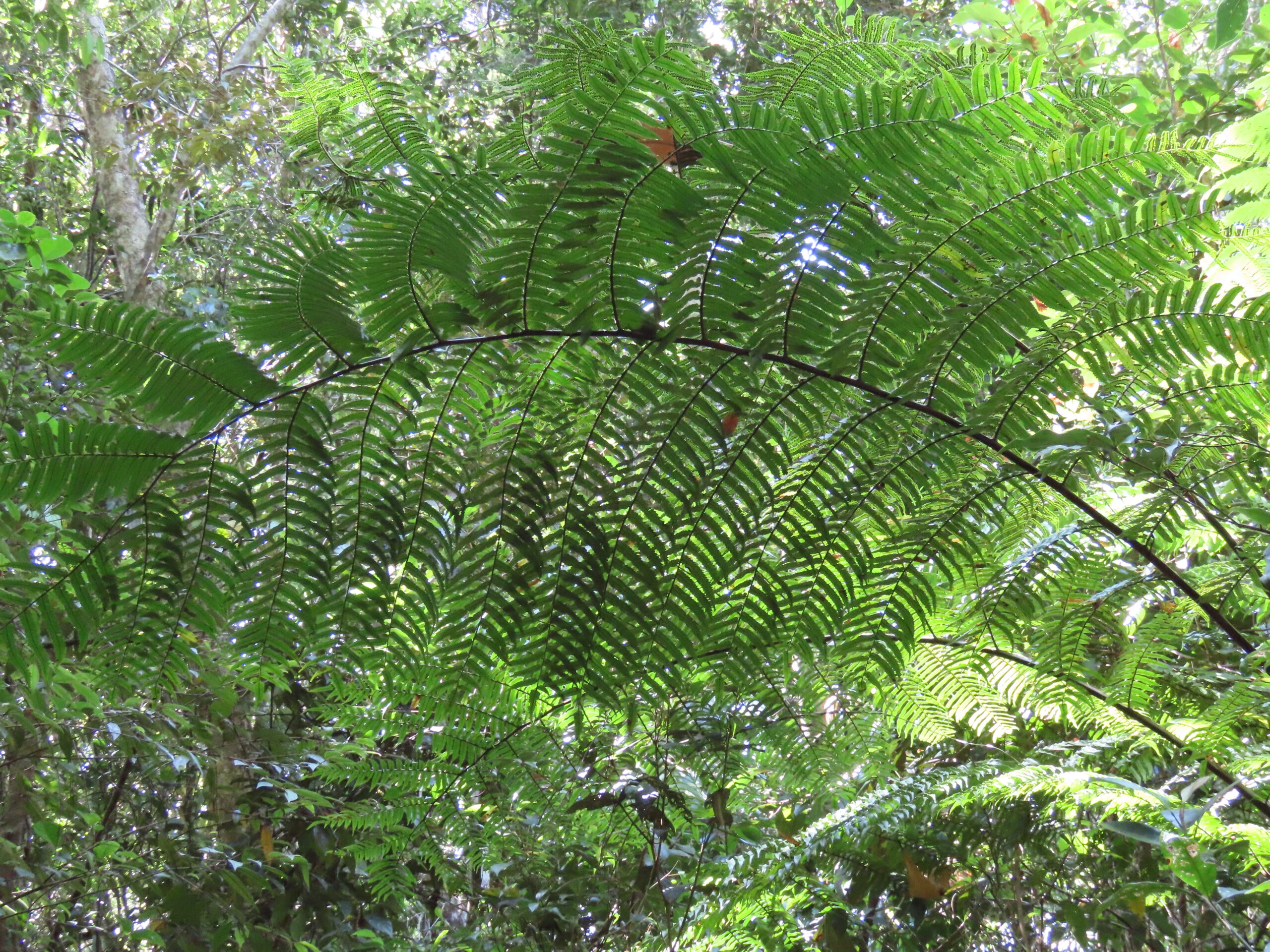 Cyathea rebeccae