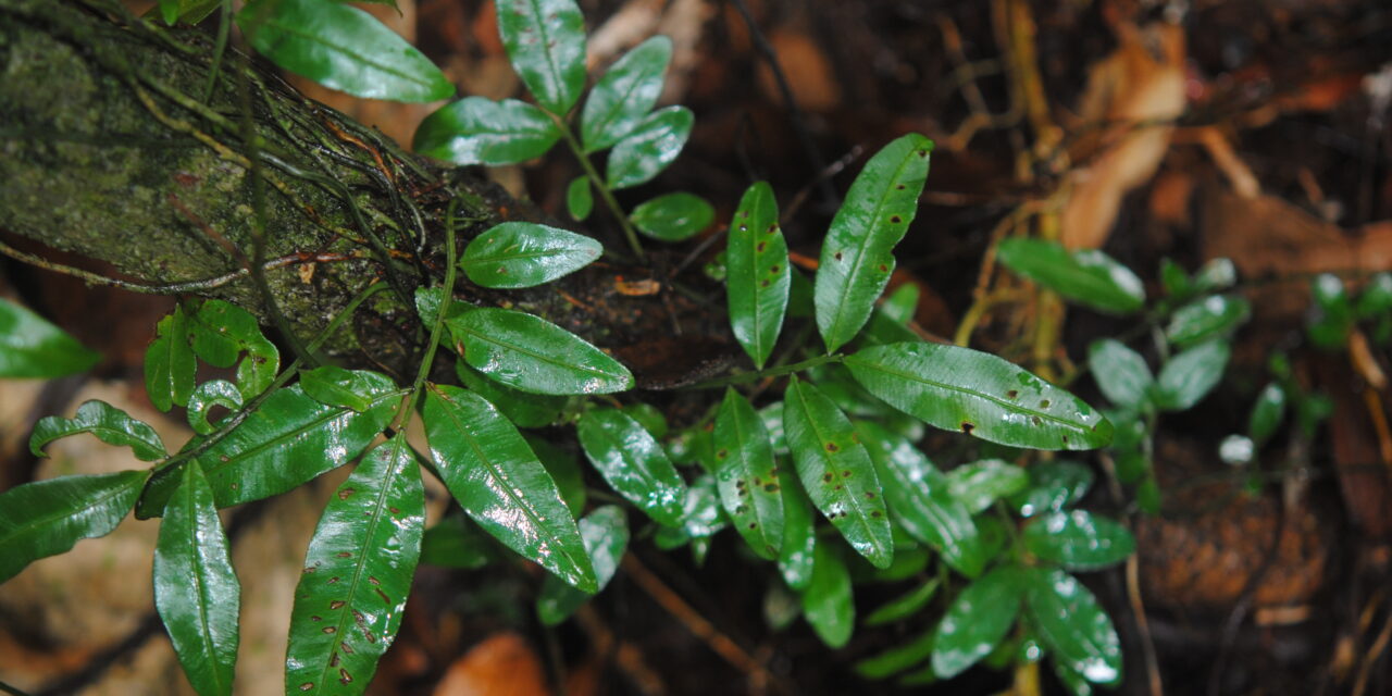 Teratophyllum ludens