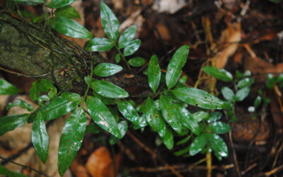 Teratophyllum ludens