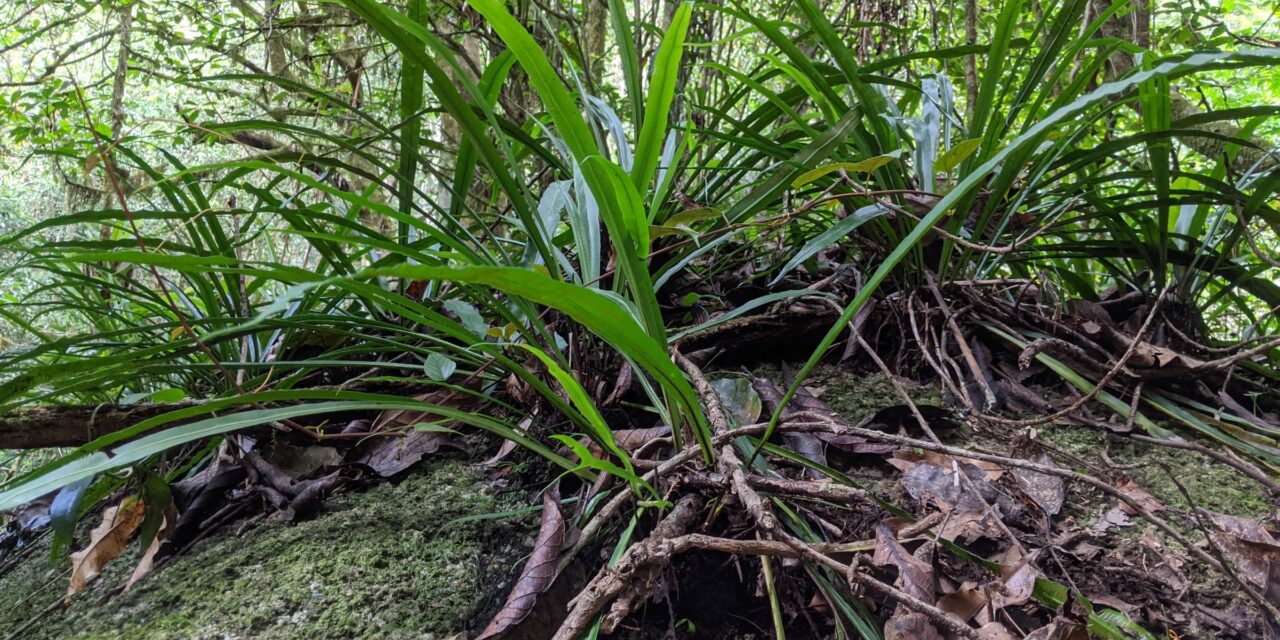 Asplenium simplicifrons