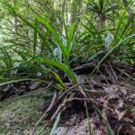 Asplenium simplicifrons