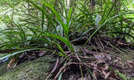 Asplenium simplicifrons