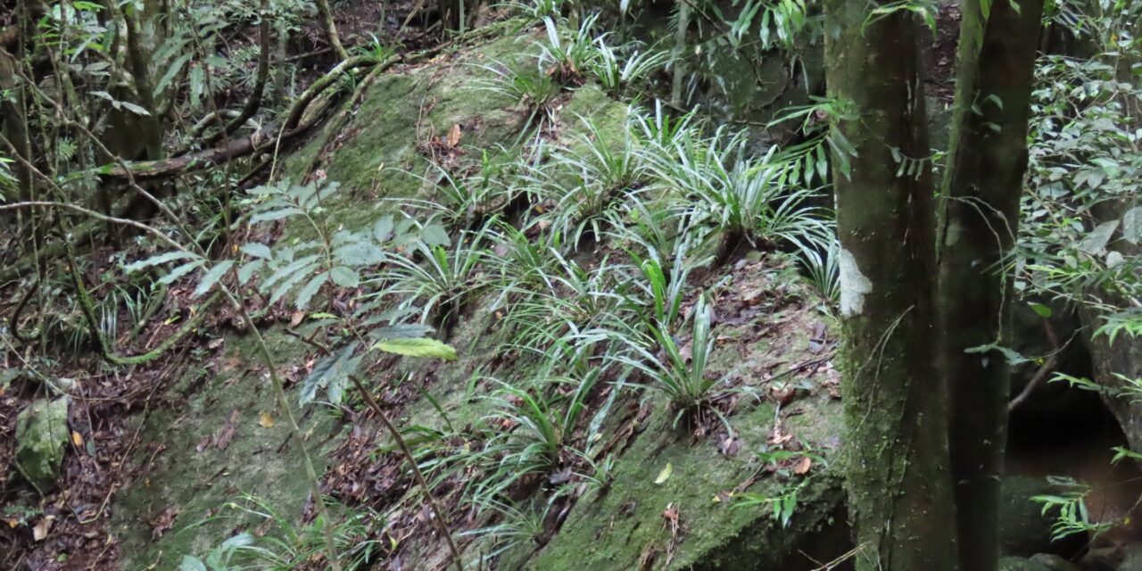 Asplenium simplicifrons