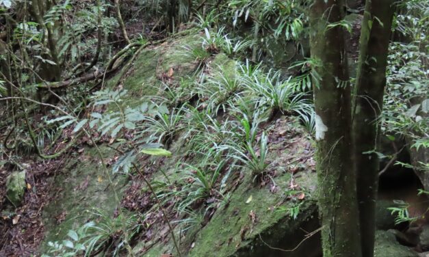 Asplenium simplicifrons