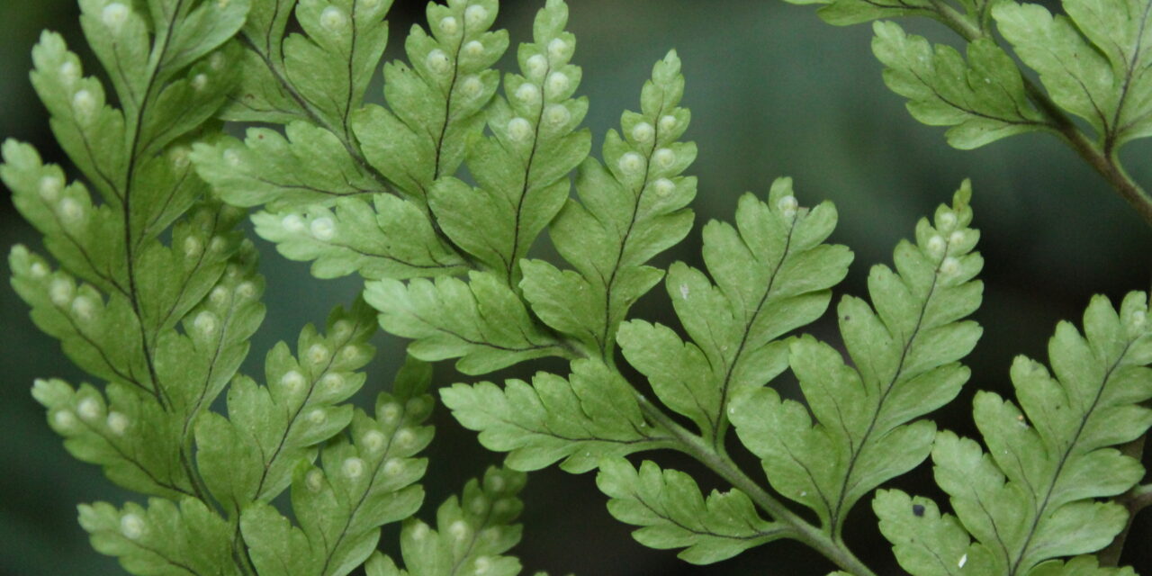 Dryopteris flaccisquama