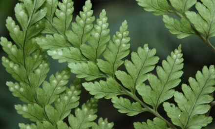 Dryopteris flaccisquama