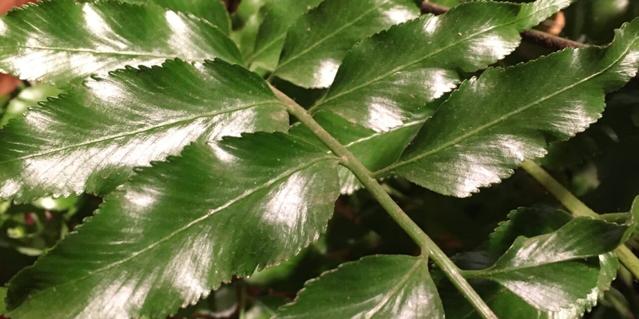 Asplenium from Ethiopia