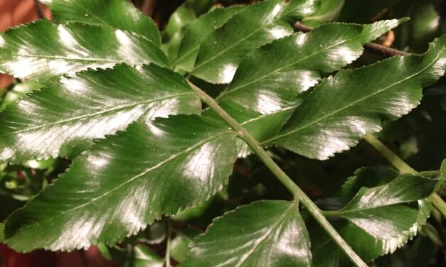 Asplenium from Ethiopia