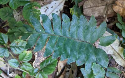 Hymenasplenium excisum